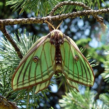 伊莎贝拉 graellsia isabellae《蝴蝶》影评 mtime时光网