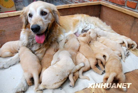 太可爱了!狗妈妈一胎产下15只小狗