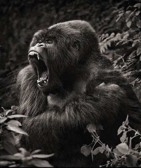 太美了 黑白动物摄影 世界看起来好宁静啊